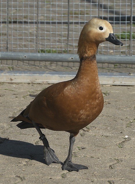最具代表性